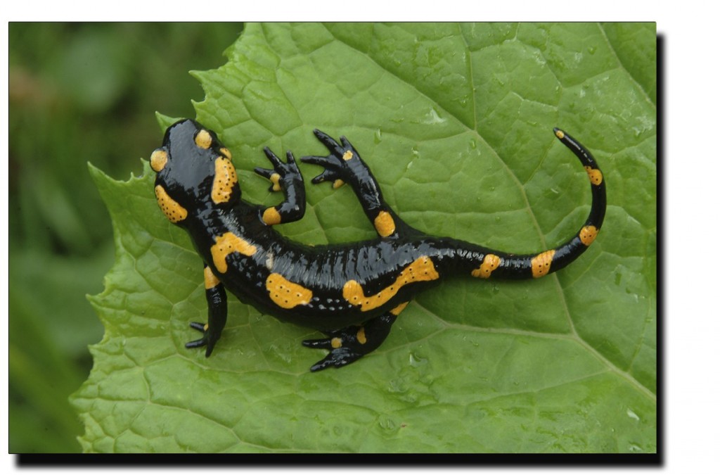tableau-animaux-la-petite-salamandre