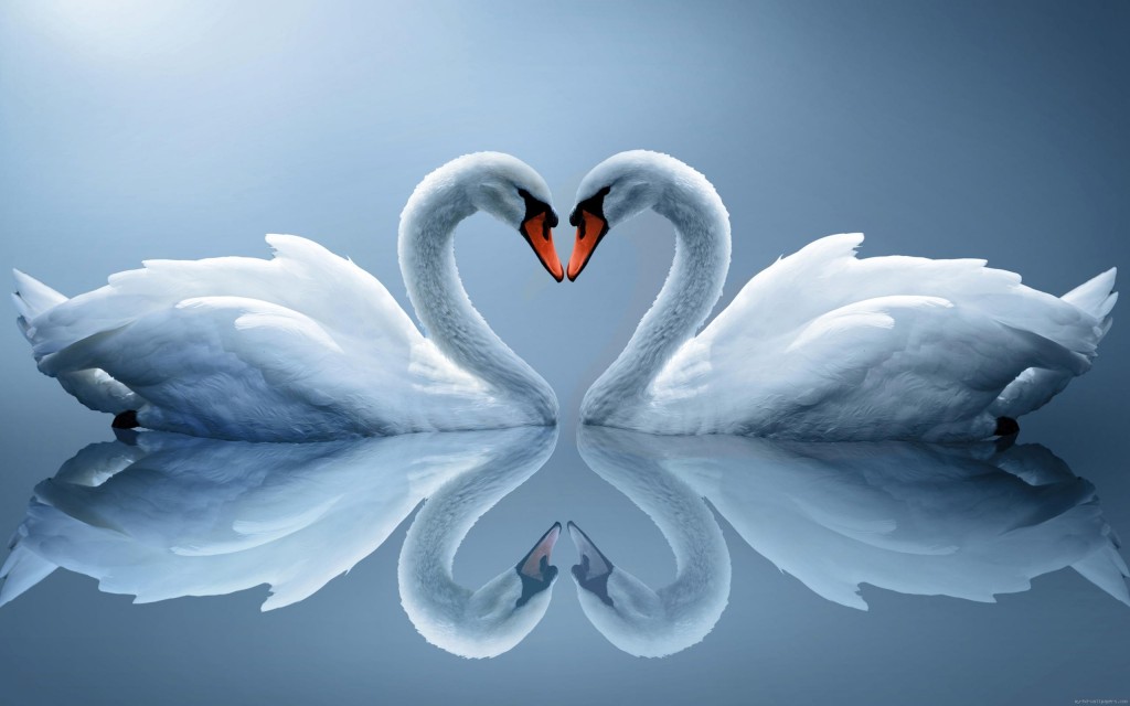 wall-1407184134_swan-as-love-heart